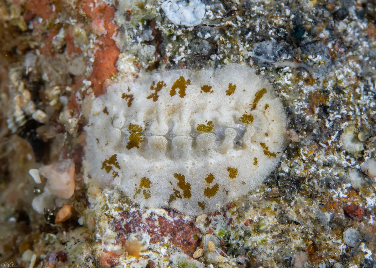 Acanthopleura vaillantii