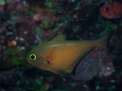 Pempheris flavicycla - Orange Sweeper