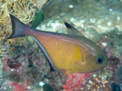 Vanikoro sweeper (Pempheris vanicolensis)