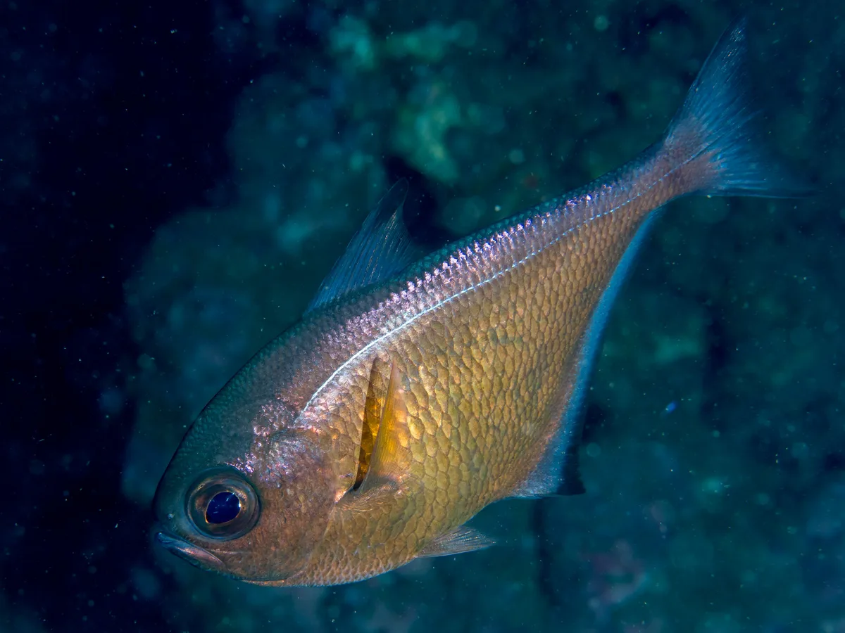 Vanikoro sweeper (Pempheris vanicolensis)