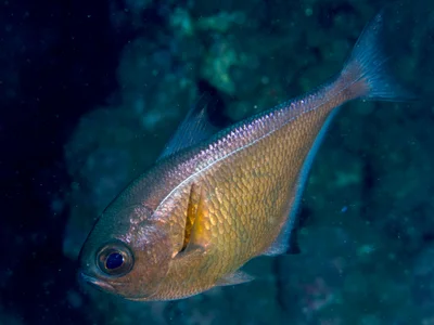 Vanikoro sweeper (Pempheris vanicolensis)