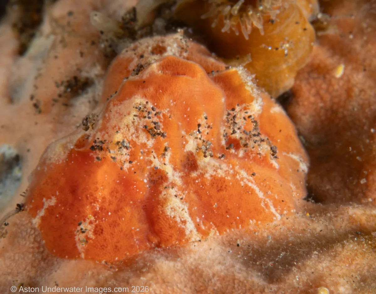 Sclerodoris tuberculata - Tulamben, Kubu, Karangasem Regency, Bali, Indonesia