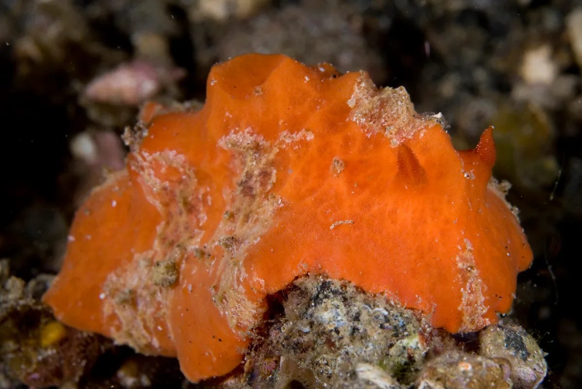 Sclerodoris tuberculata - Serena Besar, Bitung, Bitung City, North Sulawesi, Indonesia