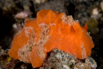Sclerodoris tuberculata - Serena Besar, Bitung, Bitung City, North Sulawesi, Indonesia