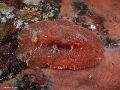 Sclerodoris tuberculata - Karang Asem, Bali, Indonesia