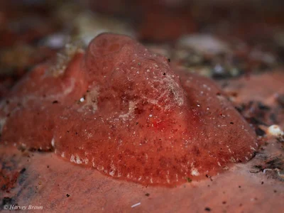 Sclerodoris tuberculata - Karang Asem, Bali, Indonesia