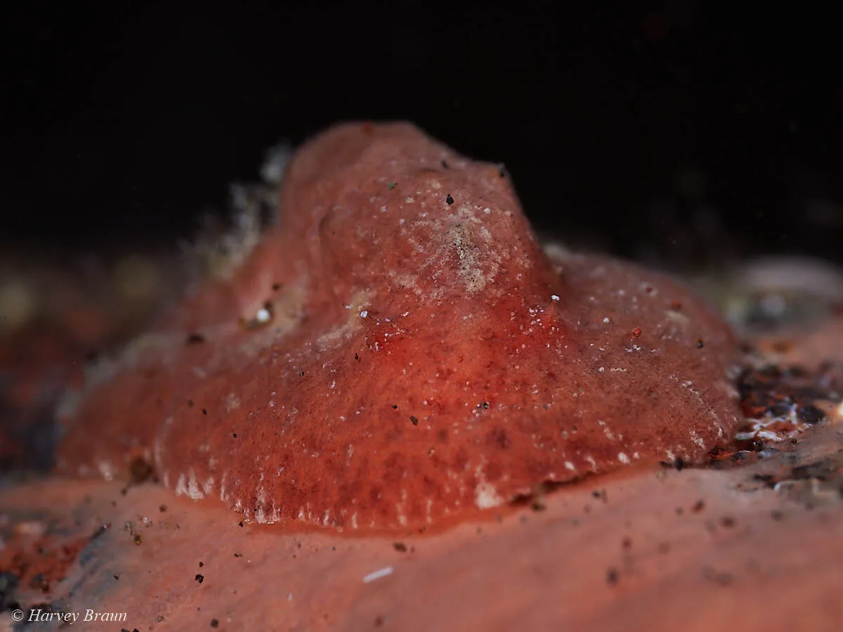 Sclerodoris tuberculata - Karang Asem, Bali, Indonesia