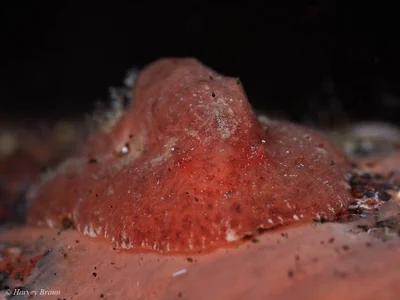 Sclerodoris tuberculata - Karang Asem, Bali, Indonesia