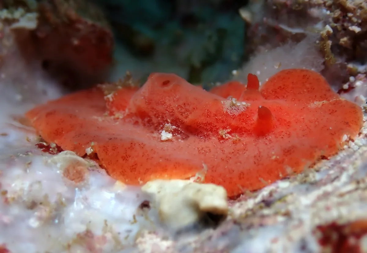 Sclerodoris tuberculata - Tingloy, PH-BT, PH