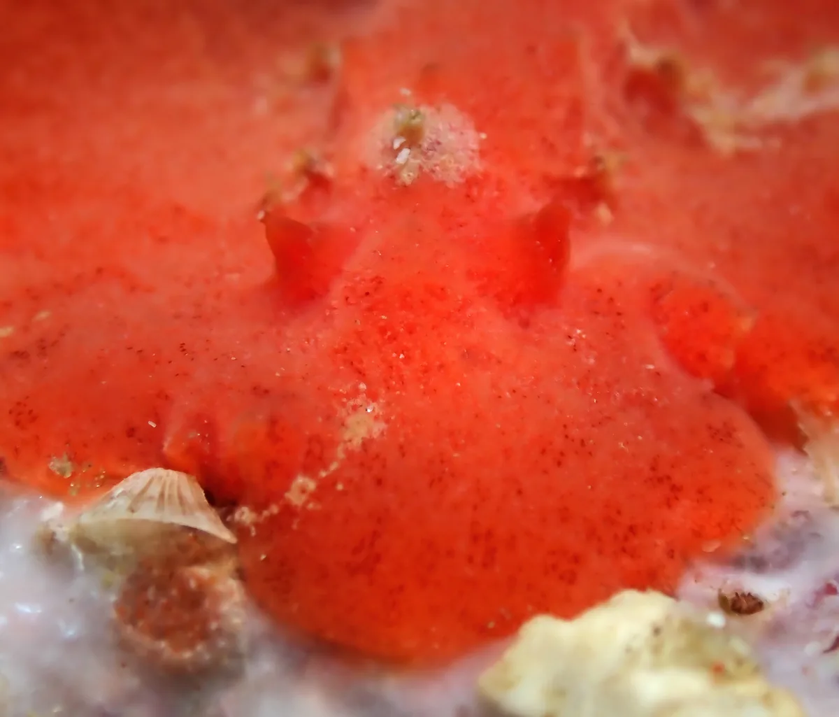 Sclerodoris tuberculata - Tingloy, PH-BT, PH