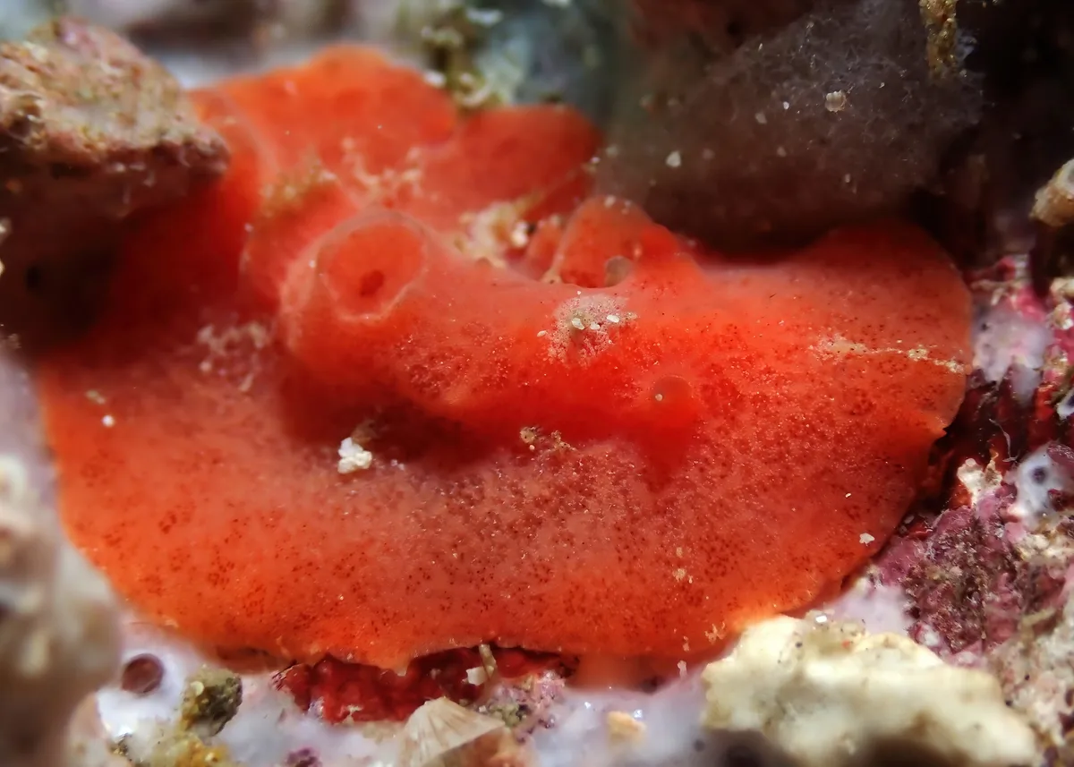 Sclerodoris tuberculata - Tingloy, PH-BT, PH
