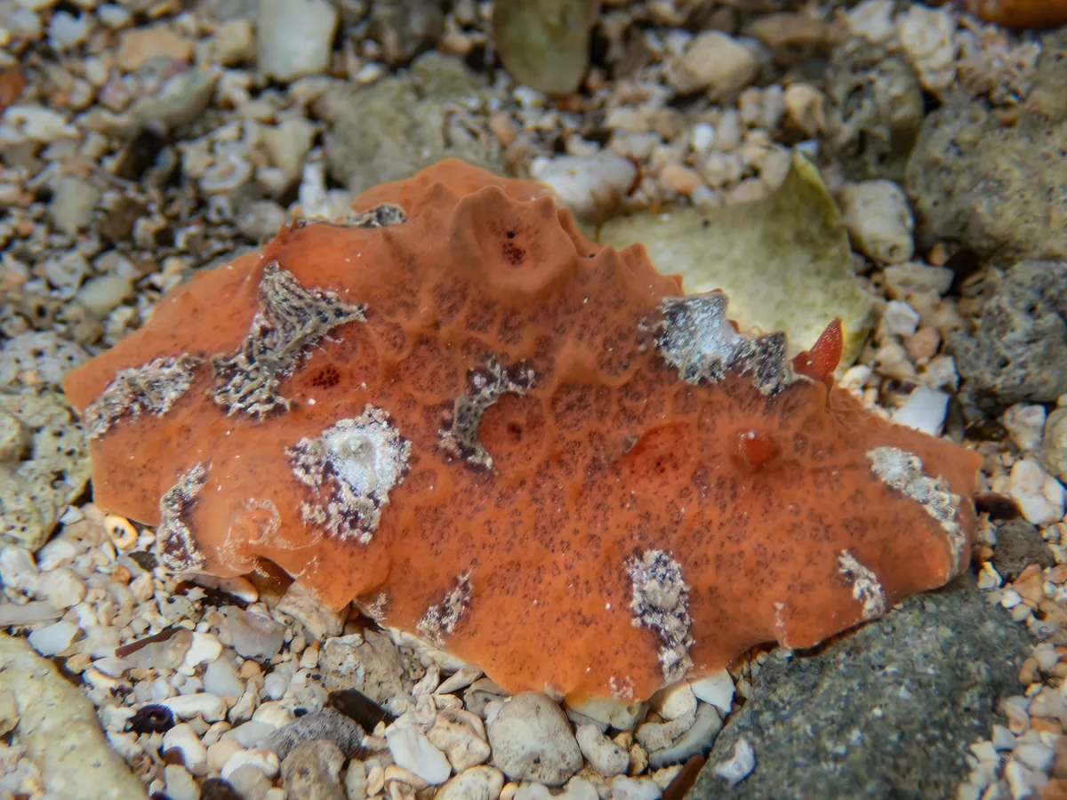 Sclerodoris tuberculata - South Reef, Lord Howe Island, New South Wales, Australia