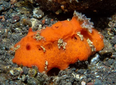 Sclerodoris tuberculata - Sidem, Kubu, Karangasem Regency, Bali, Indonesia