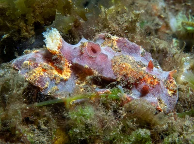 Sclerodoris tuberculata - Tianyar, Kubu, Karangasem Regency, Bali, Indonesia