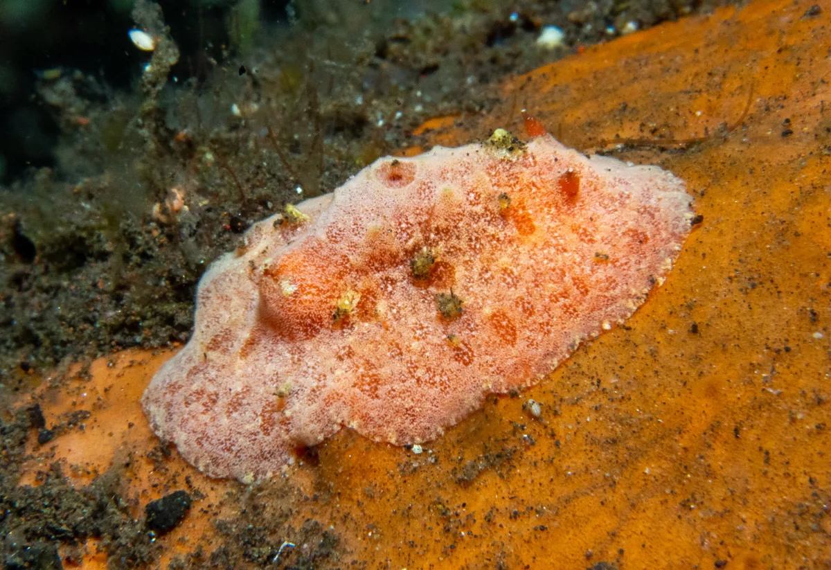 Sclerodoris tuberculata - Melasti, near Tulamben, Kubu, Karangasem Regency, Bali, Indonesia