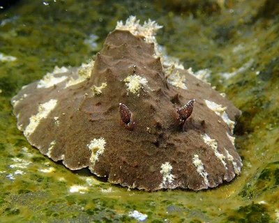 Sclerodoris tuberculata - L'Étang-Salé, RE-PL, RE
