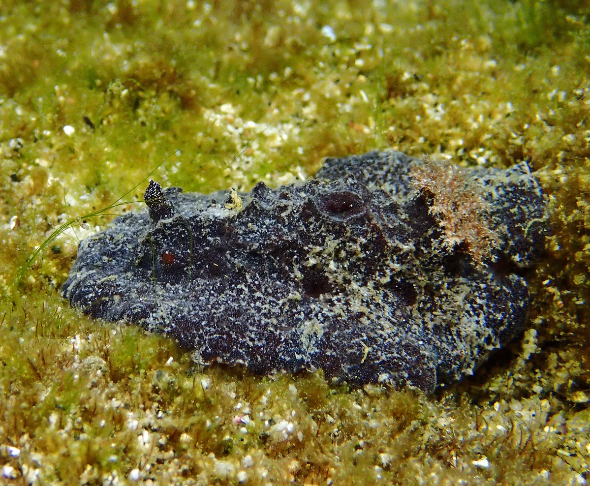 Sclerodoris tuberculata - Saint-Pierre, RE-PR, RE