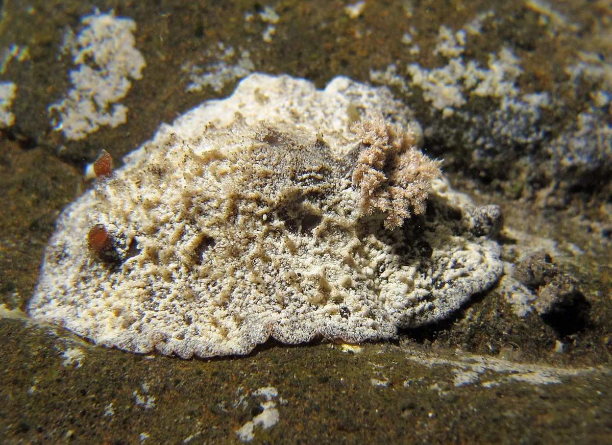 Sclerodoris tuberculata - L'Étang-Salé, RE-PL, RE