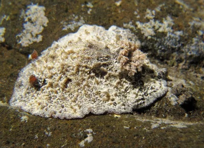 Sclerodoris tuberculata - L'Étang-Salé, RE-PL, RE