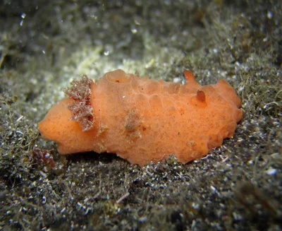 Sclerodoris tuberculata - L'Étang-Salé, RE-PL, RE