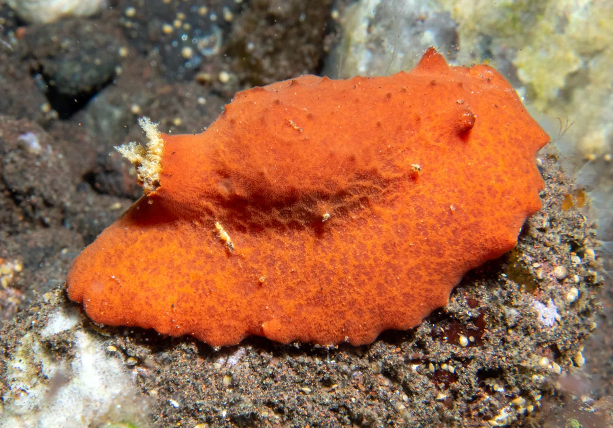 Sclerodoris tuberculata - Batuniti, near Tulamben, Kubu, Karangasem Regency, Bali, Indonesia