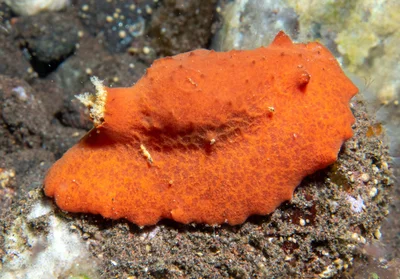 Sclerodoris tuberculata - Batuniti, near Tulamben, Kubu, Karangasem Regency, Bali, Indonesia