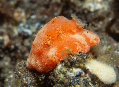 Sclerodoris tuberculata - Sidem, Kubu, Karangasem Regency, Bali, Indonesia