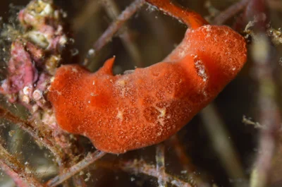 Sclerodoris tuberculata - Romblon, PH
