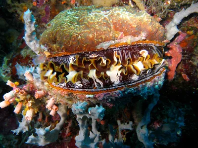 Thorny Oyster (Spondylus varius)