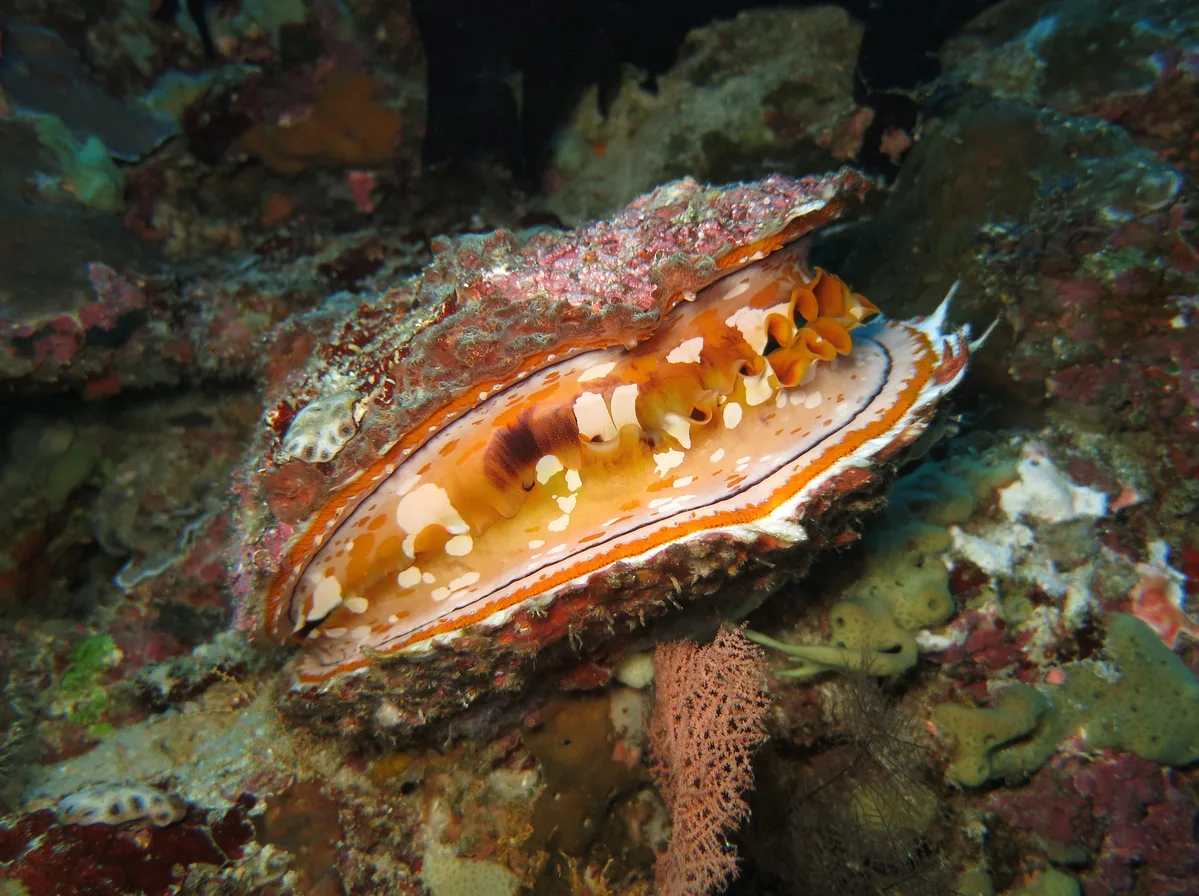 Variable thorny oyster (Spondylus varius)