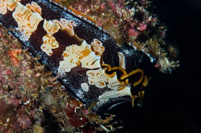 Spondylus varius Okinawa bivalve seashell