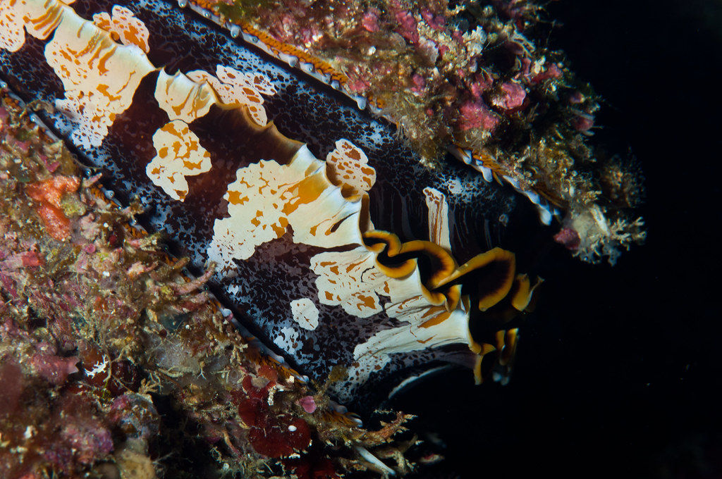 Spondylus varius Okinawa bivalve seashell