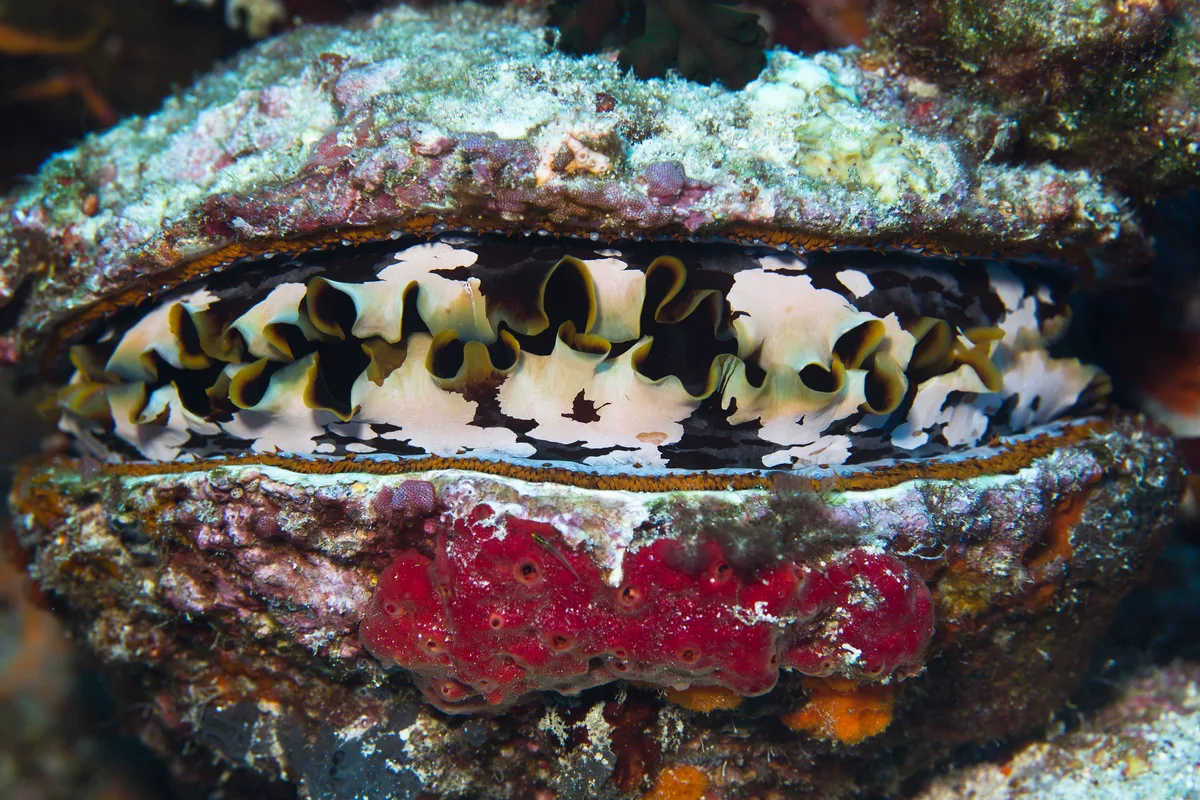 Oyster Clam - Spondylus varius