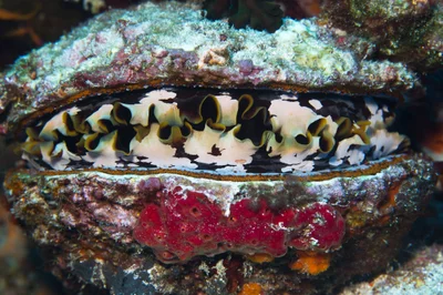 Oyster Clam - Spondylus varius