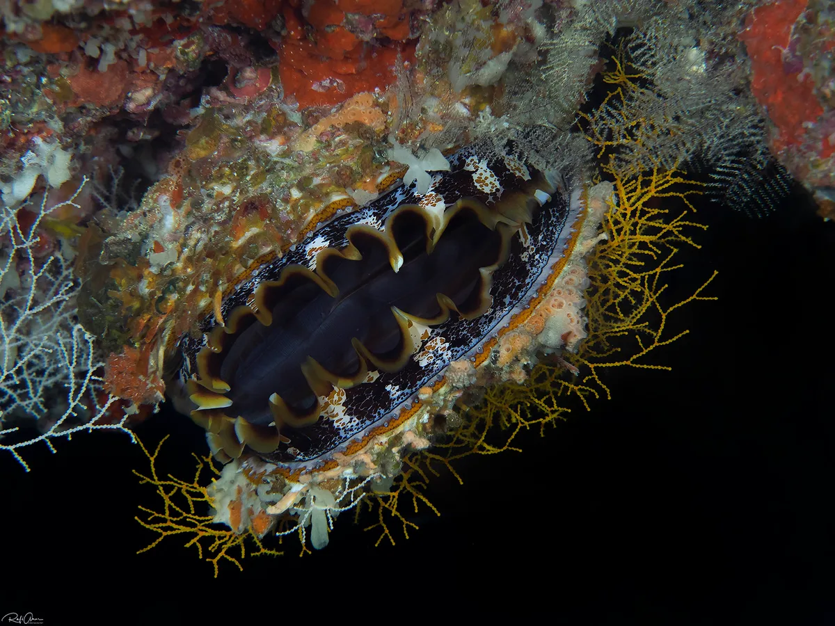 Giant Thorny Oyster - Spondylus varius