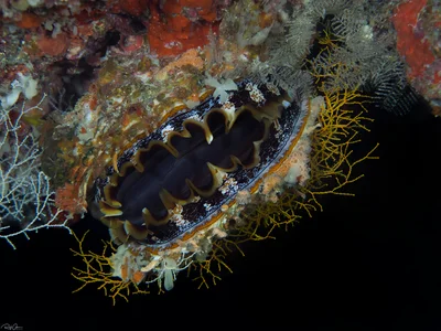 Giant Thorny Oyster - Spondylus varius
