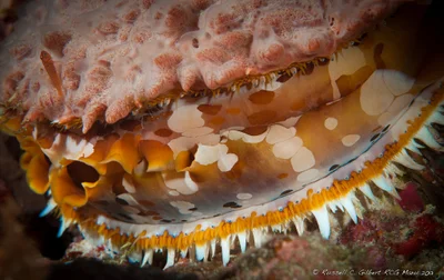 Thorny Oyster (Spondylus varius)