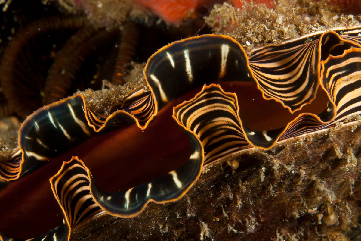 Spondylus varius mantle