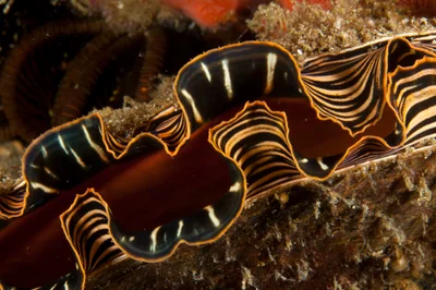 Spondylus varius mantle