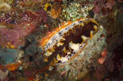 Spondylus varius