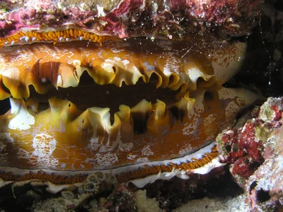 Spondylus varius