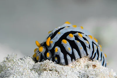 Varicose Wart Slug - Phyllidia varicosa