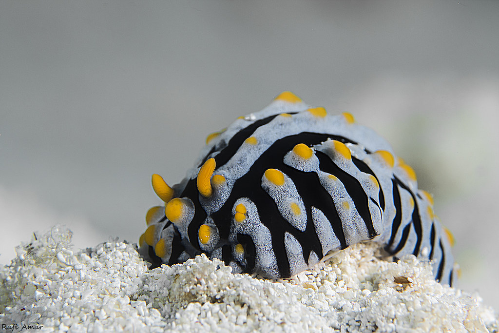 Varicose Wart Slug - Phyllidia varicosa