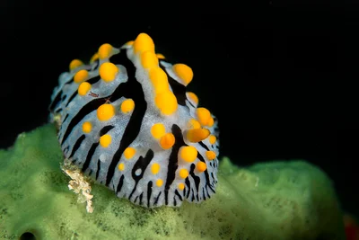 Varicose Wart Slug - Phyllidia varicosa