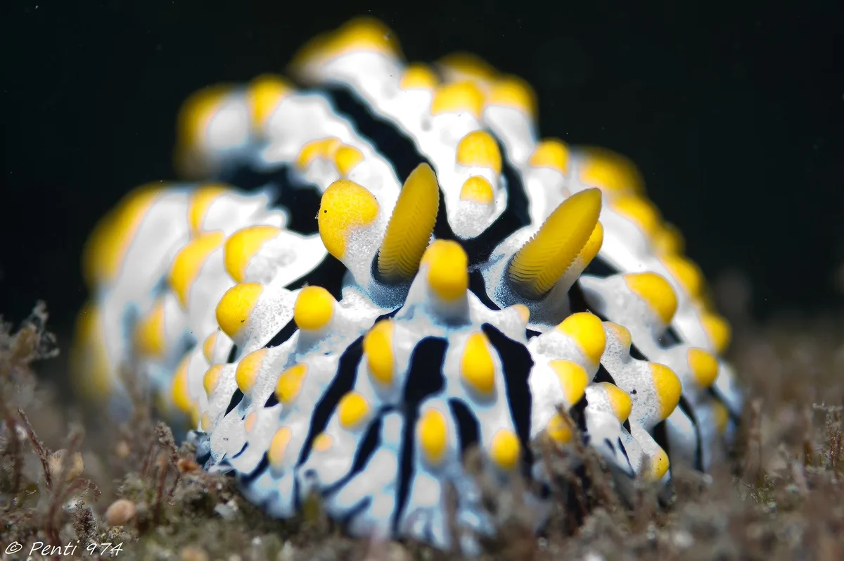 Phyllidia varicosa