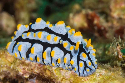Phyllidia varicosa