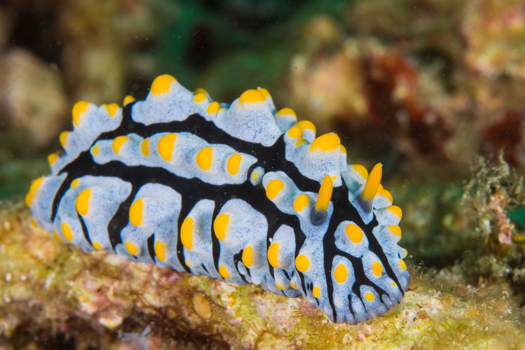 Phyllidia varicosa