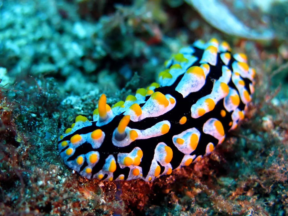Phyllidia varicosa
