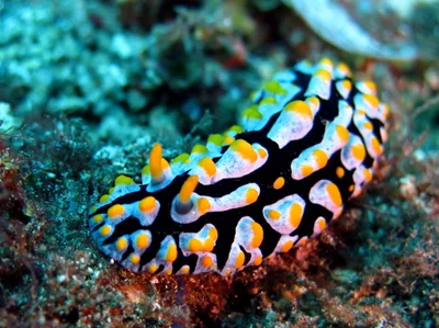 Phyllidia varicosa
