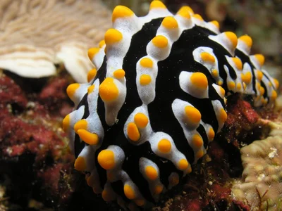 Phyllidia varicosa